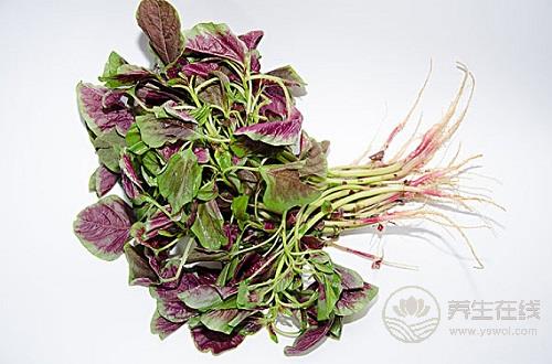 夏天要清熱解暑,怎么能少了這幾種蔬菜 夏天要清熱解暑,怎么能少了這幾種蔬菜