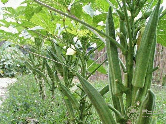 14種清腸排毒的食物