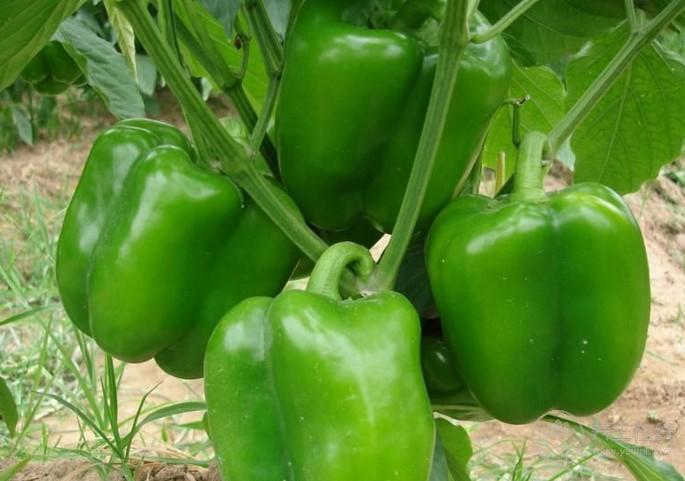 5種食物是血管清道夫,多吃保護血管 5種食物是血管清道夫,多吃保護血管