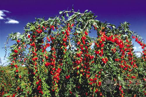 別學(xué)人家“保溫杯里泡枸杞”了,3類人不宜吃枸杞 別學(xué)人家“保溫杯里泡枸杞”了,3類人不宜吃枸杞