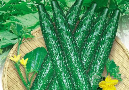 11個理由讓你愛上吃黃瓜 11個理由讓你愛上吃黃瓜