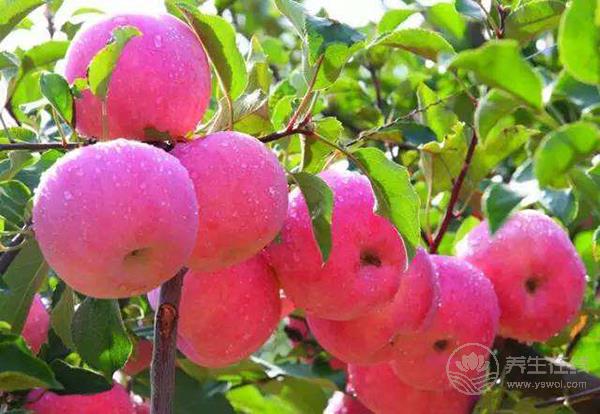 沒想到吃蘋果有這么多禁忌!你吃對了嗎? 沒想到吃蘋果有這么多禁忌!你吃對了嗎?