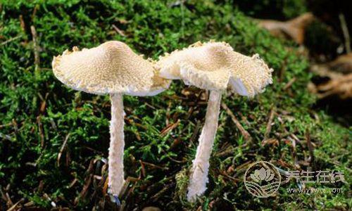 養肝吃5種食物,讓你事半功倍 養肝吃5種食物,讓你事半功倍