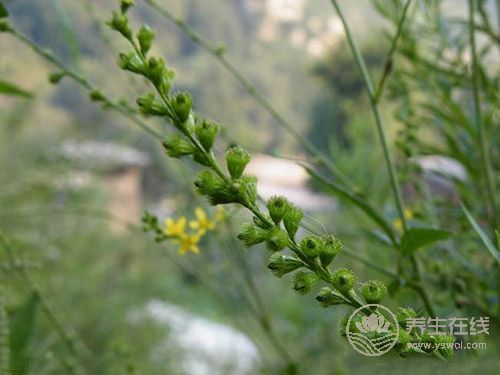 癌癥治療后,5種食物多吃可防復發 癌癥治療后,5種食物多吃可防復發