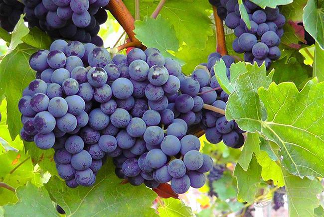 夏天很容易失眠,可以吃幾種水果來緩解 夏天很容易失眠,可以吃幾種水果來緩解