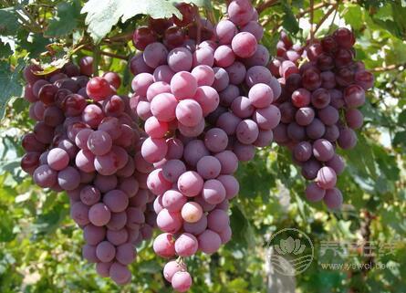 貧血怎么辦補血的水果有哪些 貧血怎么辦補血的水果有哪些