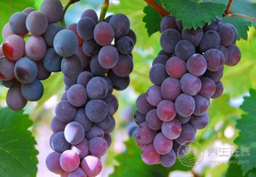 葡萄好吃營養高,但也別小看了它的皮,渾身都是寶 葡萄好吃營養高,但也別小看了它的皮,渾身都是寶