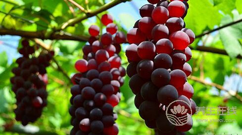 吃葡萄有哪些禁忌 吃葡萄有哪些禁忌