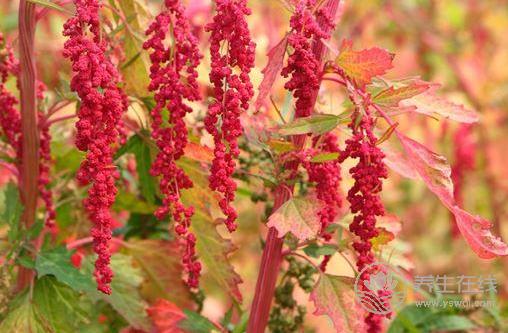 這種紅色食物可減肥防三高，還防癌