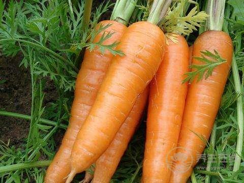 這幾種常見食物,保你口氣清新!日常吃起來 這幾種常見食物,保你口氣清新!日常吃起來