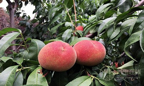 夏季吃桃子五大禁忌 多病體虛的病人不宜食用 夏季吃桃子五大禁忌 多病體虛的病人不宜食用