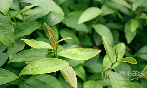 吃完東西口氣臭不想說話?5個方法幫你化解尷尬 吃完東西口氣臭不想說話?5個方法幫你化解尷尬