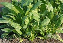 肺癌、胃癌,9種癌癥吃"1"種蔬菜可預(yù)防