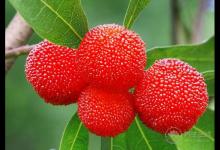 吃楊梅酸倒牙怎么辦?5個小辦法緩解