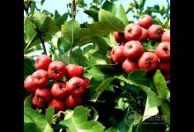 5種解膩食物,降低“三高”,保護血管