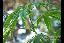 它可潤腸通便、滋陰補虛、降壓降脂，是長壽之寶