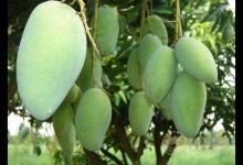 女性多吃這幾種水果，潤膚美白，省下化妝品錢