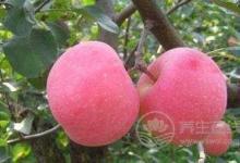 別輕易吃藥,哪不舒服,就吃哪種水果吧