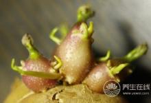 有毒!千萬不要這樣吃的7樣食物