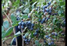 切記！雞蛋雖好，但是這7種雞蛋不能吃