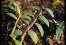 被譽為“中華九大仙草”之一的石斛，泡水喝有什么作用