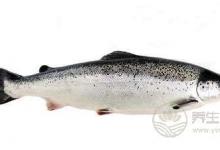 增強抵抗力離不開這些食物