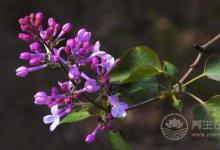 夏天常吃丁香徹底遠離胃病