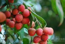 吃荔枝上火怎么辦？4個辦法解決