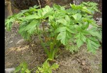 秦始皇求的長生不老藥，據說就是它