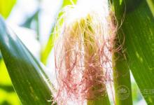 別扔掉玉米須,煮水喝比吃玉米更健康!