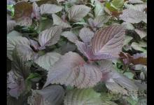 6種食物最適合冬季滋補，每個人都應該了解一下