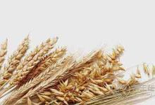 最普通的6種食物，最養(yǎng)胃，人人都買(mǎi)得起