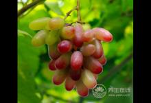 吃提子時皮澀怎么處理？4招解決方式