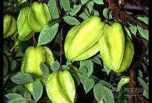 楊桃有什么營養(yǎng)價值楊桃的食用注意事項