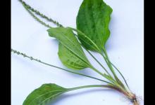 農村常見的車前草,泡水喝的作用你知道嗎?