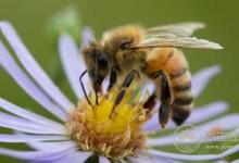 蜂毒治療眩暈的方法