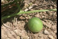 馬泡瓜的功效與作用以及注意事項