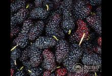 肝不好，這4種食物是養(yǎng)肝“高手”，不妨在家里多備些