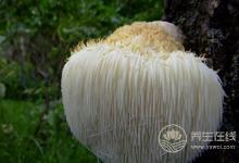 猴頭菇煲湯能養胃，搭配這些食材功效更好