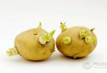 變綠發(fā)芽的土豆有毒,這幾種也不能吃