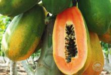 養(yǎng)肝一整年,食物養(yǎng)肝這些你都知道嗎?