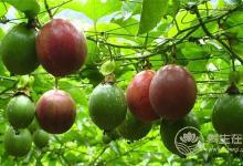 你吃百香果吃對了嗎？它有什么營養功效？