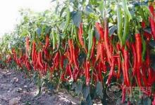 小小辣椒作用卻這么多,很多人不知道