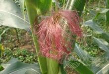 玉米須如何降血糖