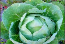 養(yǎng)護血管健康，少不了這幾種食物