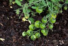 夏天吃西紅柿還有這么多禁忌?好多第一次聽說