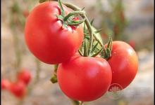 常吃西紅柿,對身體有這些好處