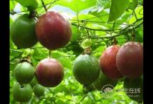 百香果一天吃幾個最好，吃多了百香果會怎樣？