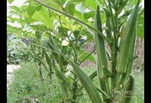 14種清腸排毒的食物