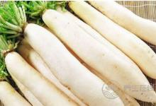 白蘿卜和西紅柿能一起吃嗎?白蘿卜和什么食物一起吃好?